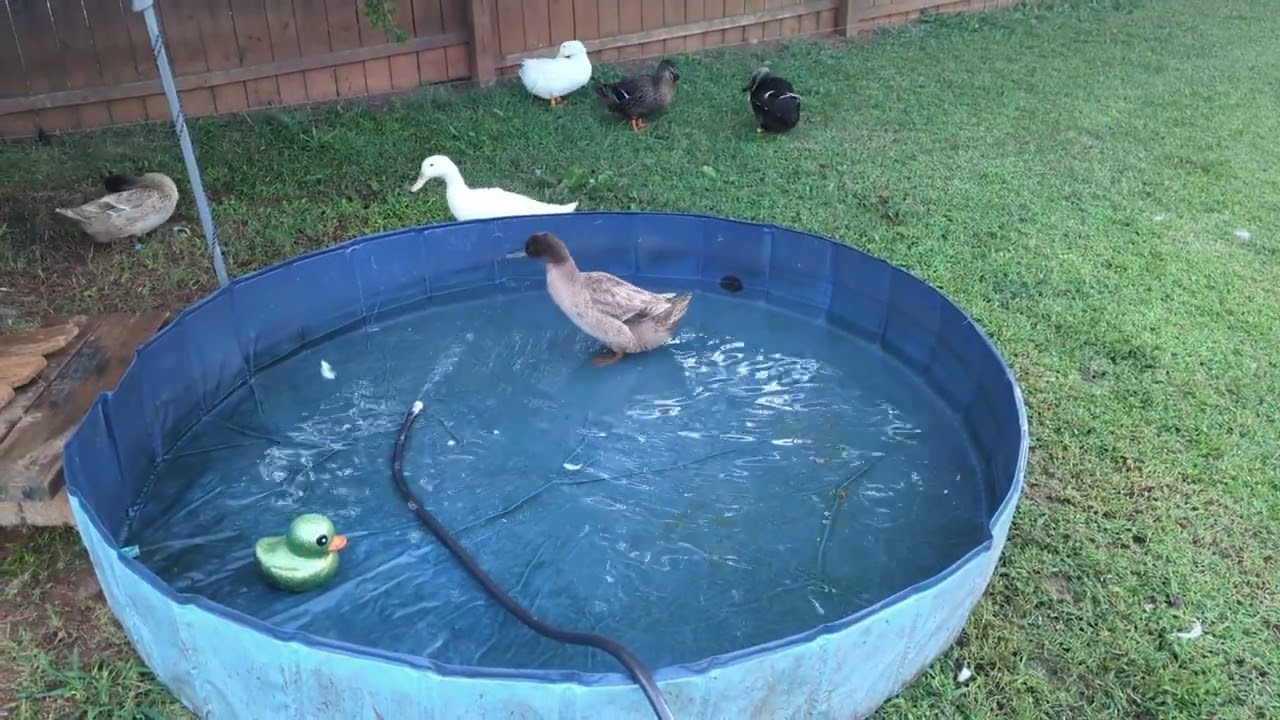 Quack Quack Waddle Waddle.  It's evening.and changed the water