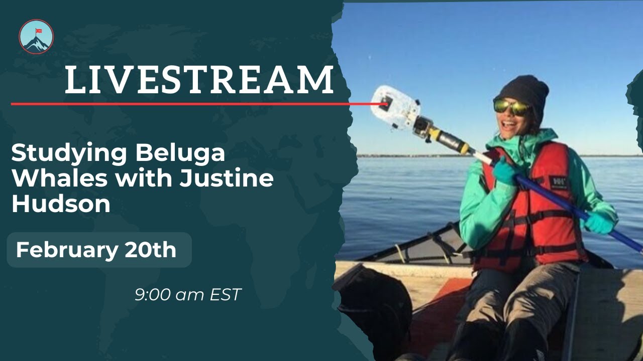 Studying Beluga Whales with Justine Hudson