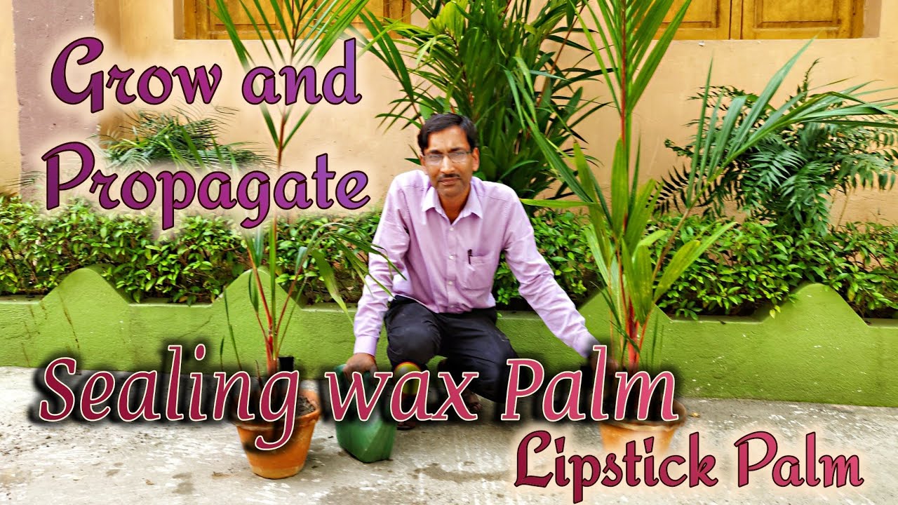 How to Grow, Care and Propagate Sealing wax Palm or Lipstick Palm so Easily.