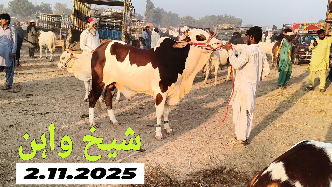 Sheikhwan Mandi Frish Update 2 November 2025 | @MandiBoy8080 | Zeeshan khan 