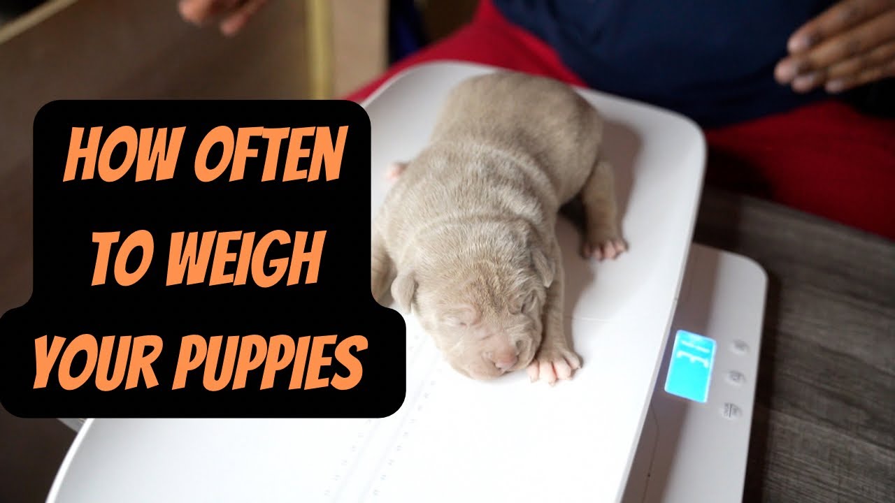 How Often Should I Weigh New Puppies?
