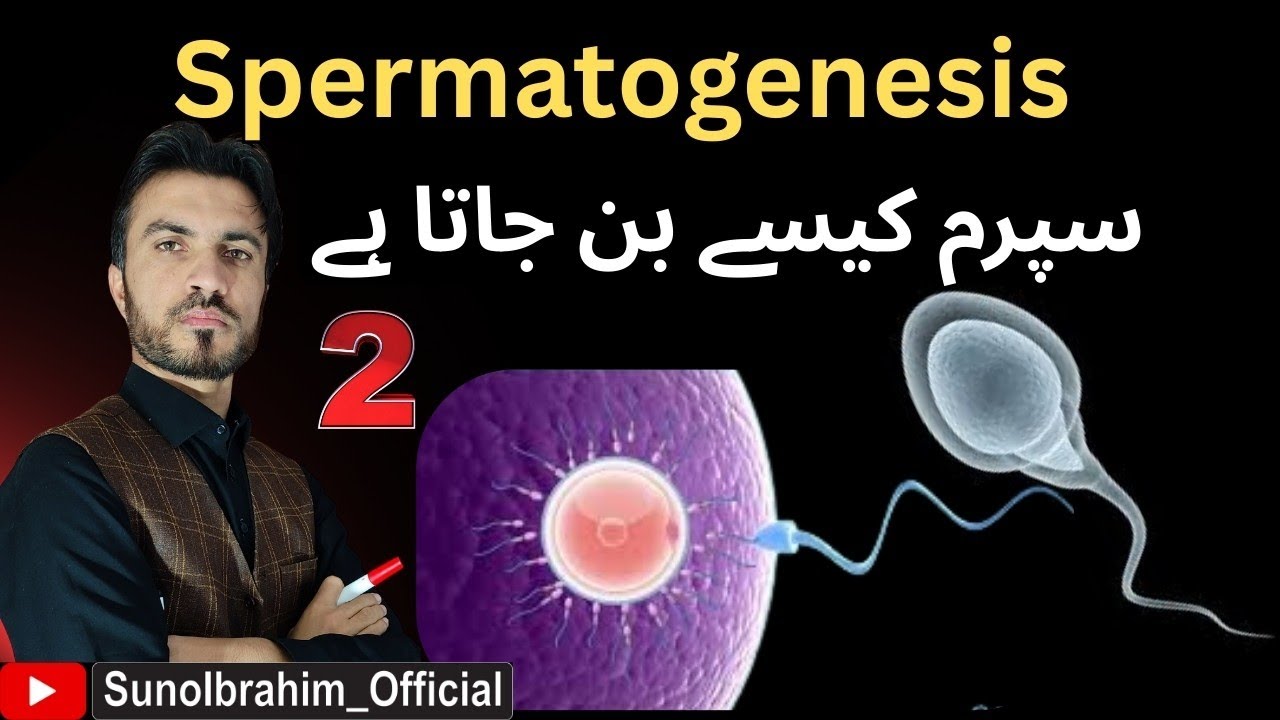Lecture 2: Spermatogenesis & Testicular Temperature — Full Molecular Physiology