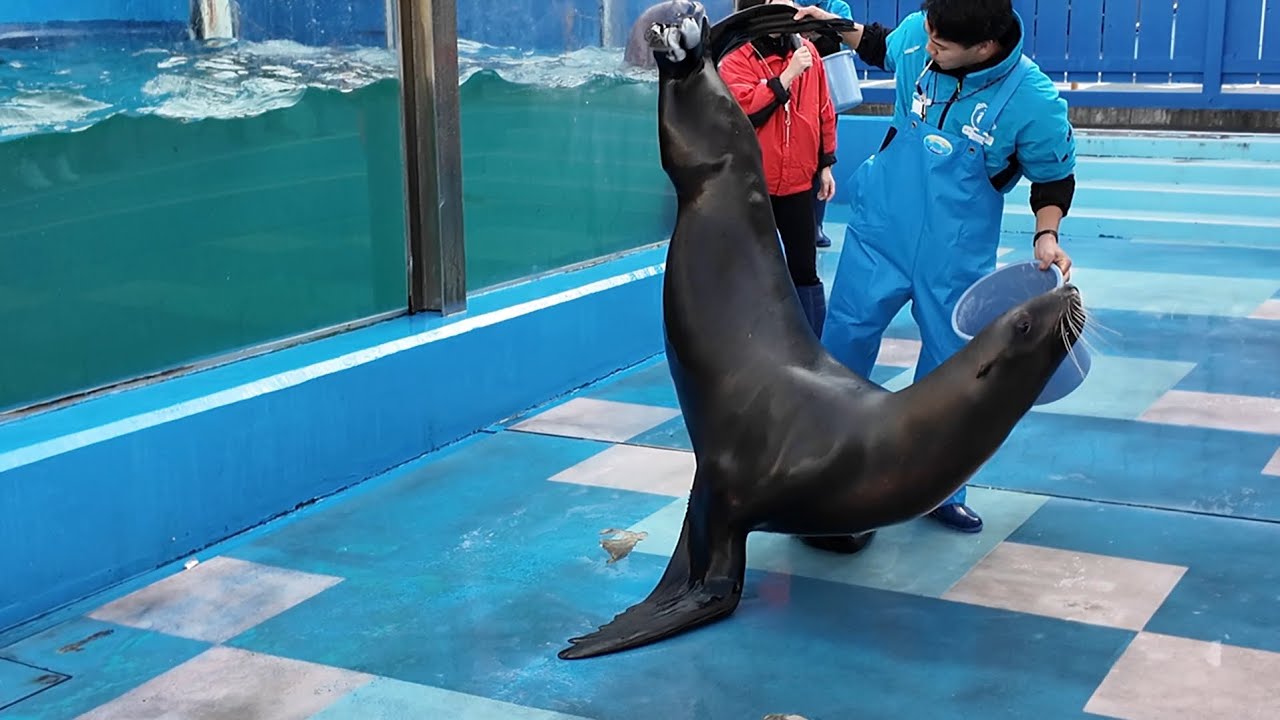 トドのお食事タイム　#伊勢シーパラダイス　26.01.19