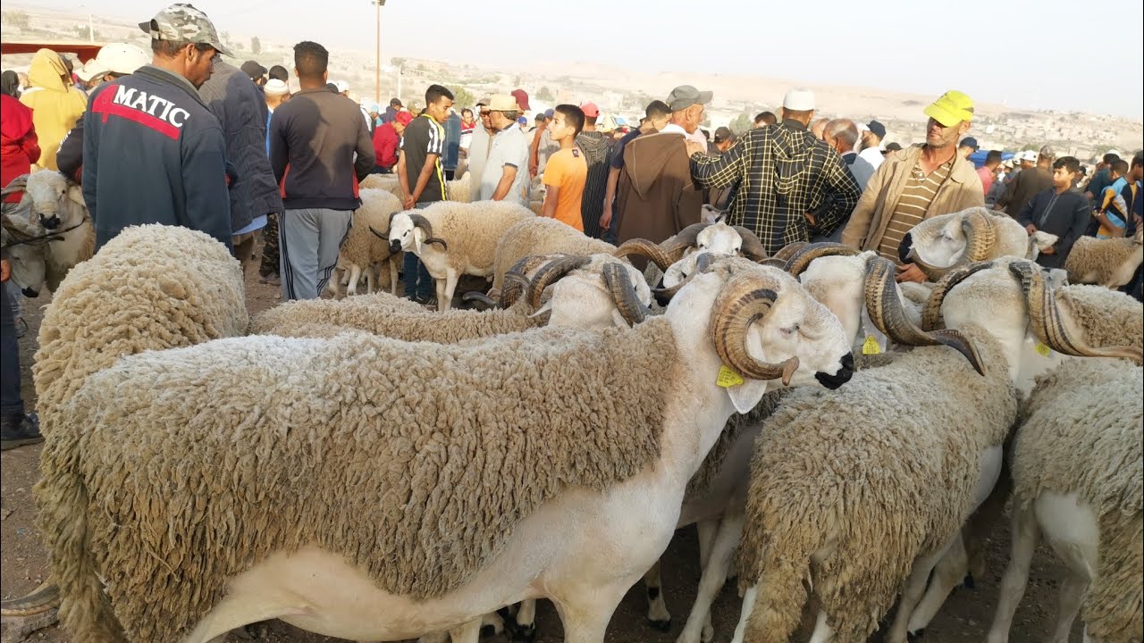 مباشرة من سوق حد البروج إقليم سطات مع التمن حولي العيد الأضحى بتاريخ 25/06/2023