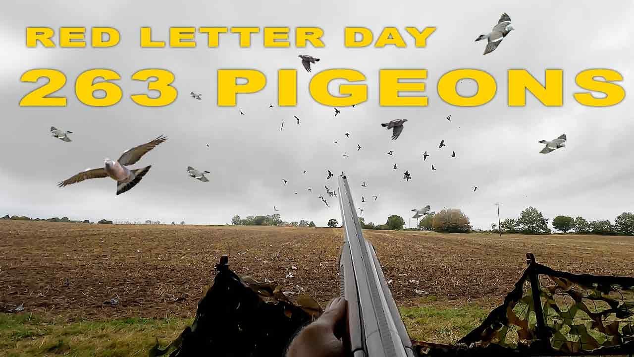Pigeon Shooting Madness | 263 Pigeons - Red Letter Day