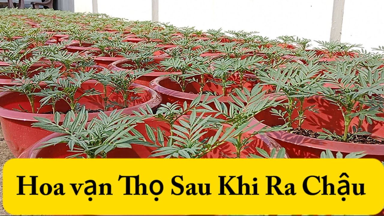 Cập Nhật Hoa Vạn Thọ Ngày 16 Tháng 11 Hôm Nay 2026 | Cuộc Sống Miền Tây