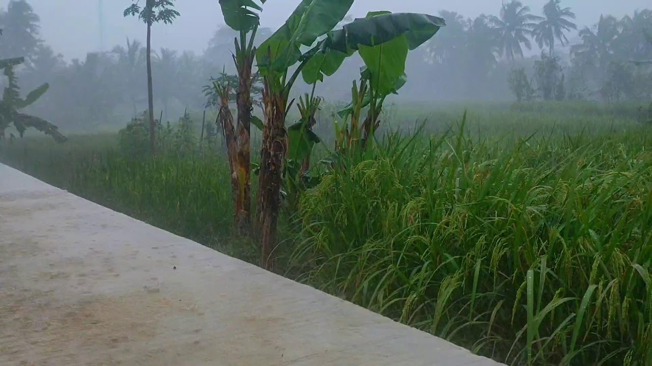 Rain Sound For Sleep, Relaxation, Meditation and study | ASMR
