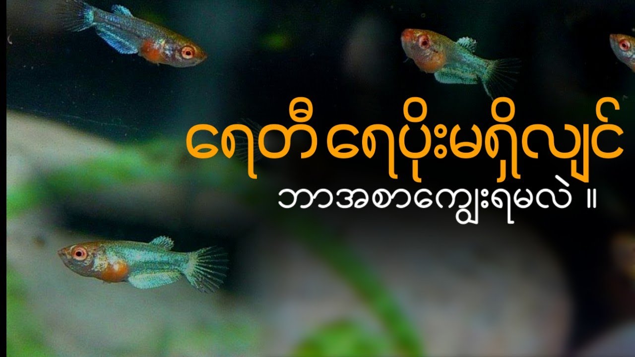 ရေတီ ရေပိုးမရှိလျှင် ဘာအစာကျွေးရမလဲ??