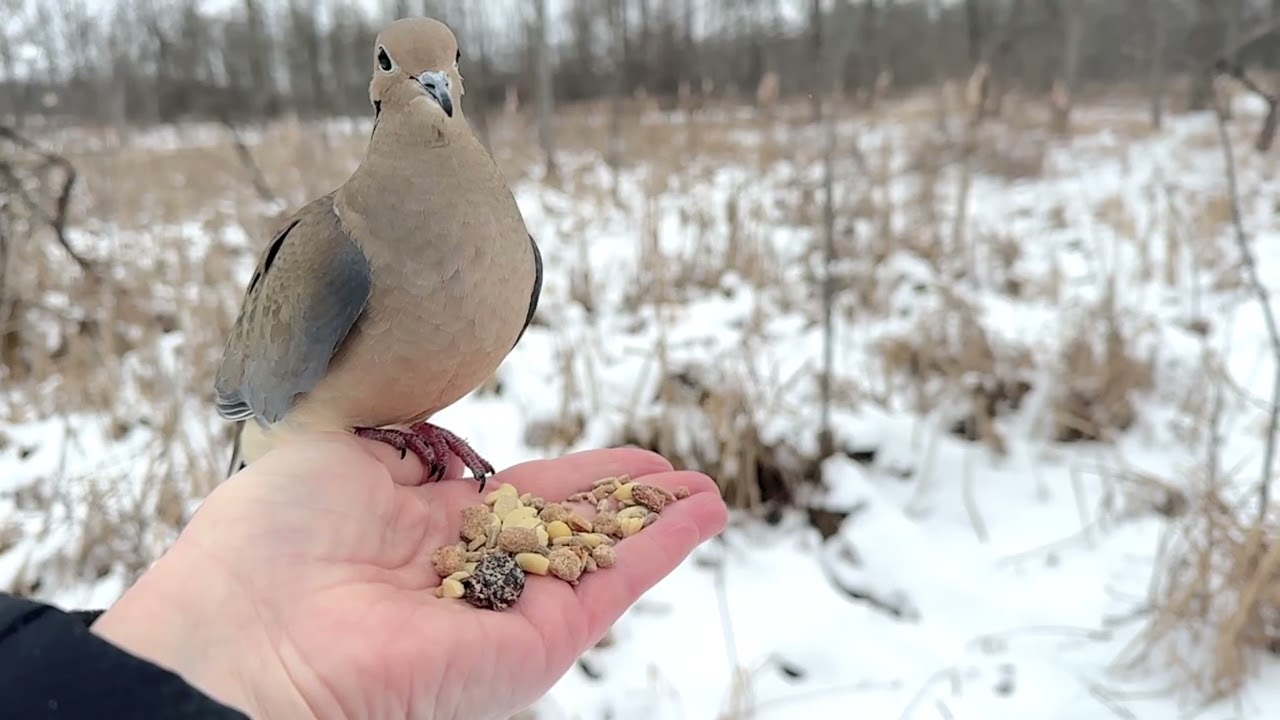 Hand-feeding Birds in Slow Mo - Chickadees, Tufties, Downy Woodpecker, Mourning Dove 