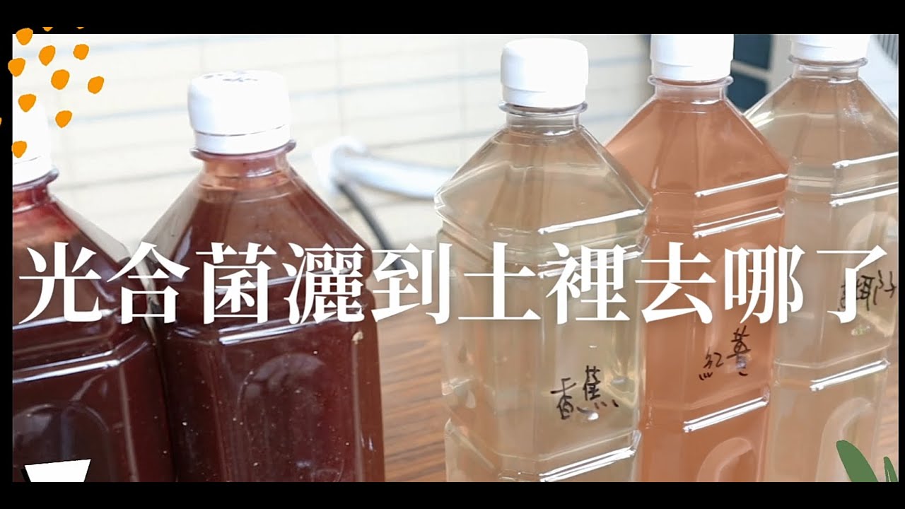 光合菌灑到土裡去哪了?