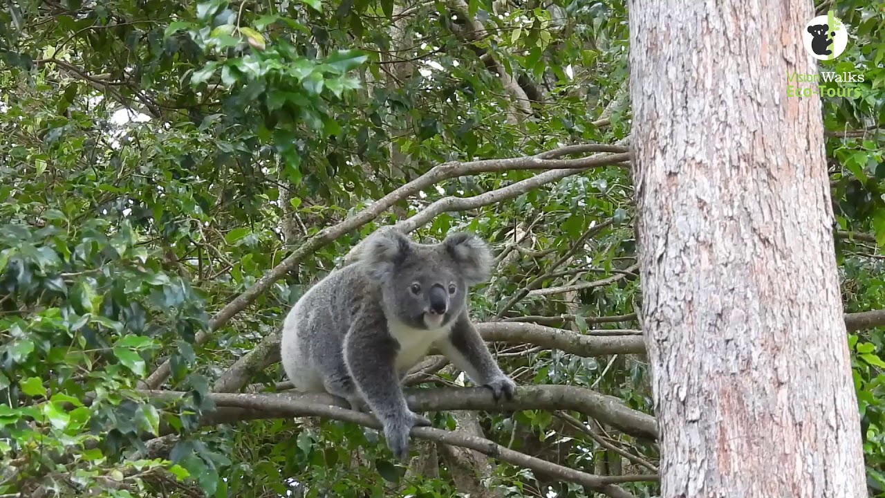 Koala joey's mini adventure
