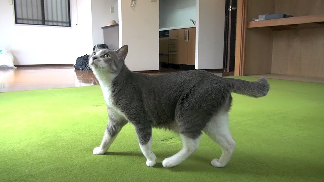 ネコと引越し・満タン＆空っぽ編 - Moving Day Cats (1/2) -