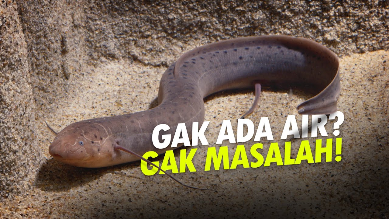 Hidup 4 Tahun Tanpa Air - Lungfish #AlamSemenit