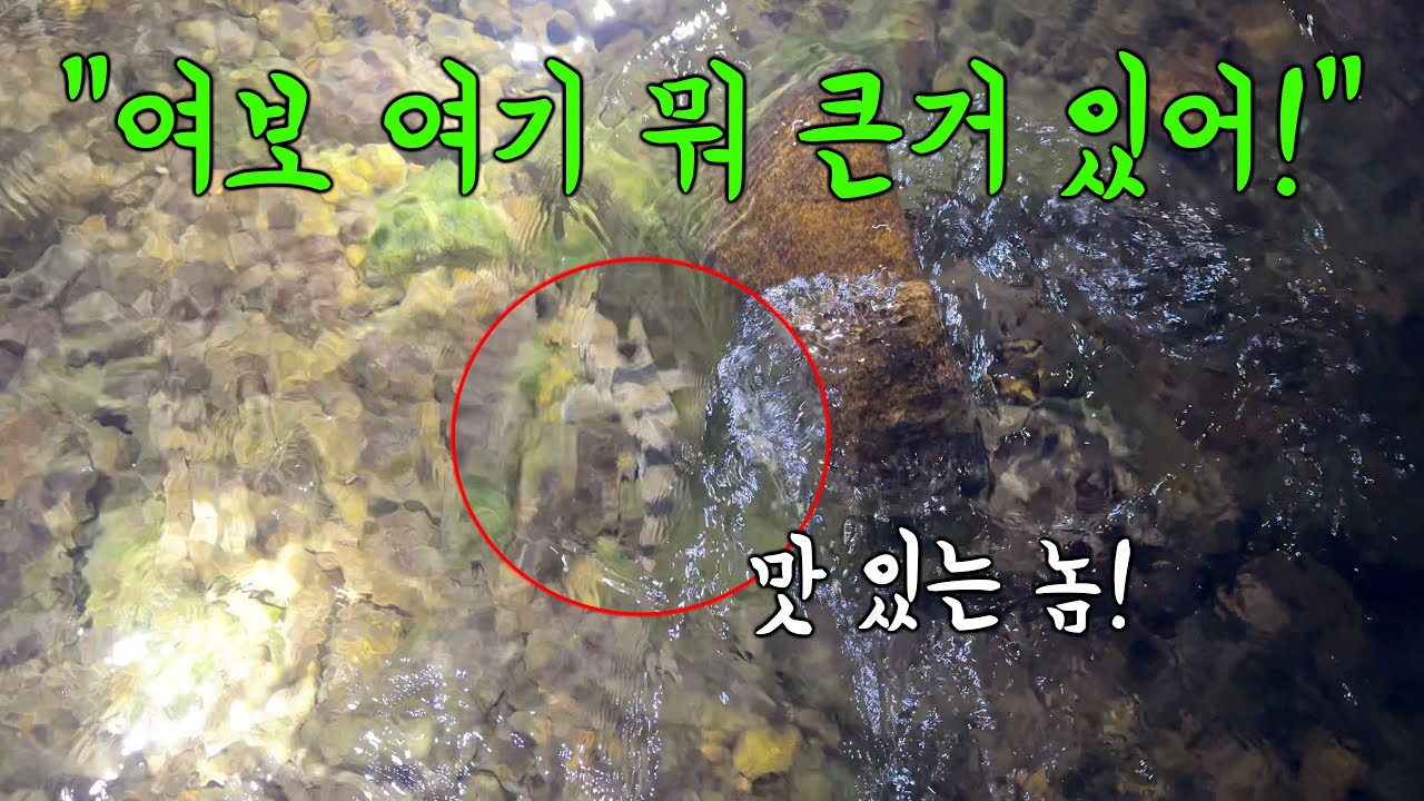 와이프가 모래 속에 숨어 있는 맛있는 놈을 찾아냈다! 바로 잡아 도리뱅뱅으로 먹어보자!