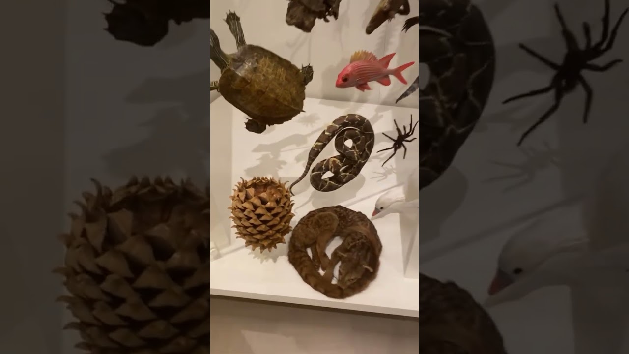 متحف انتاريو الملكي 🇨🇦