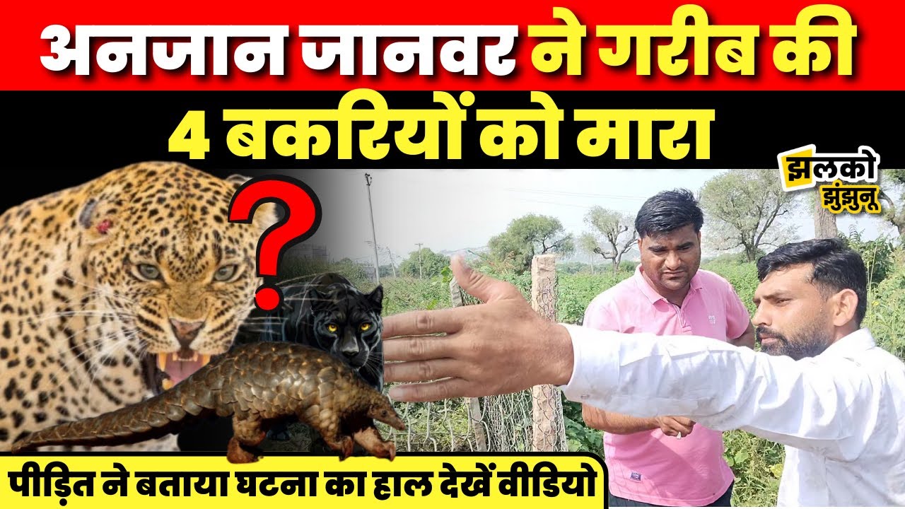 झुंझुनू में जारी है अनजान जानवर की दहशत, जाल में बंद बकरियों को उठा ले गया जानवर, देखें पूरा मामला