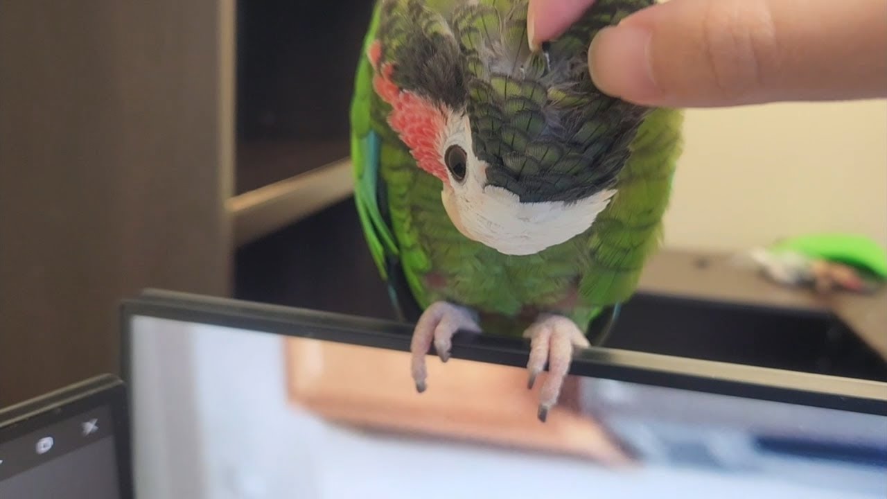 Removing Pin Feathers from Itchy Alphonse