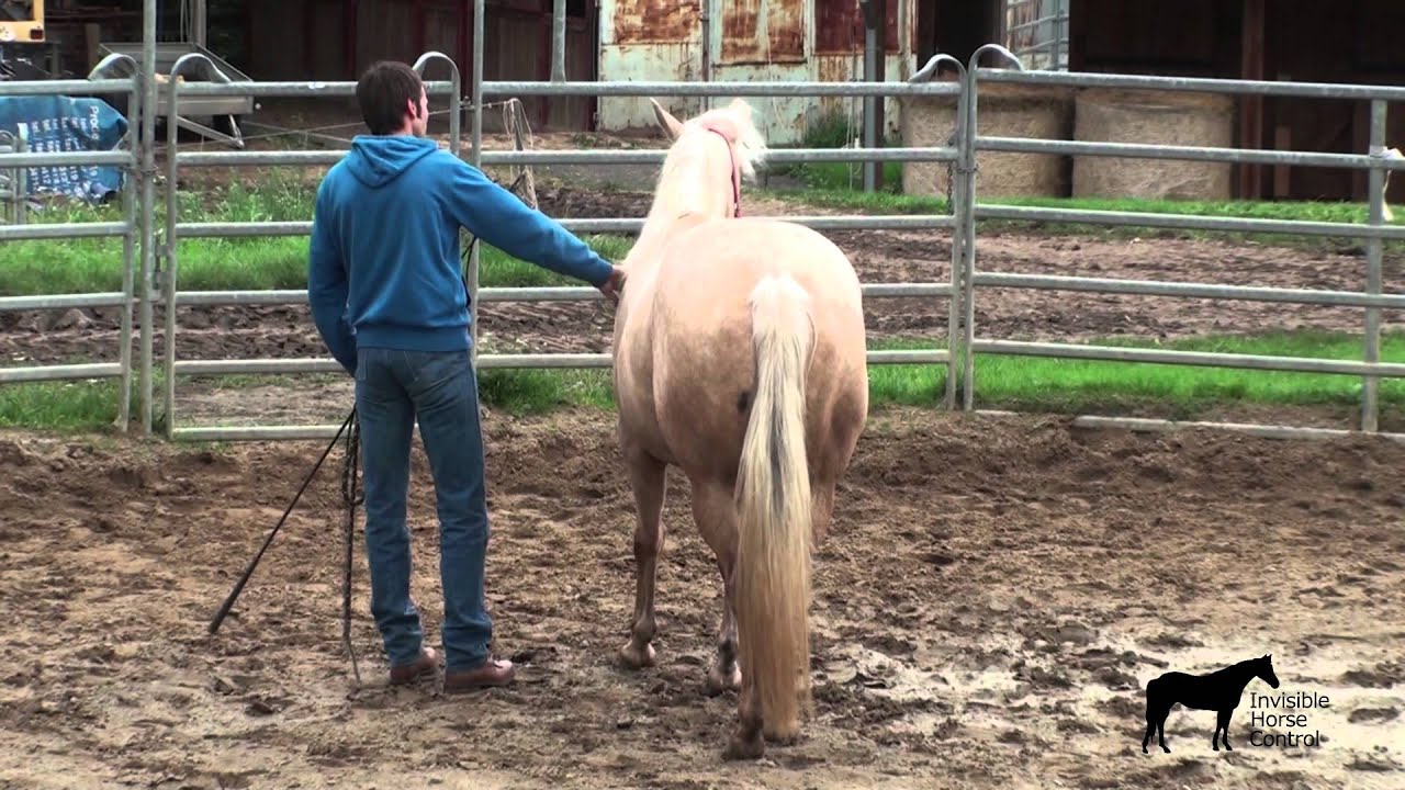 How to get your horses respect?