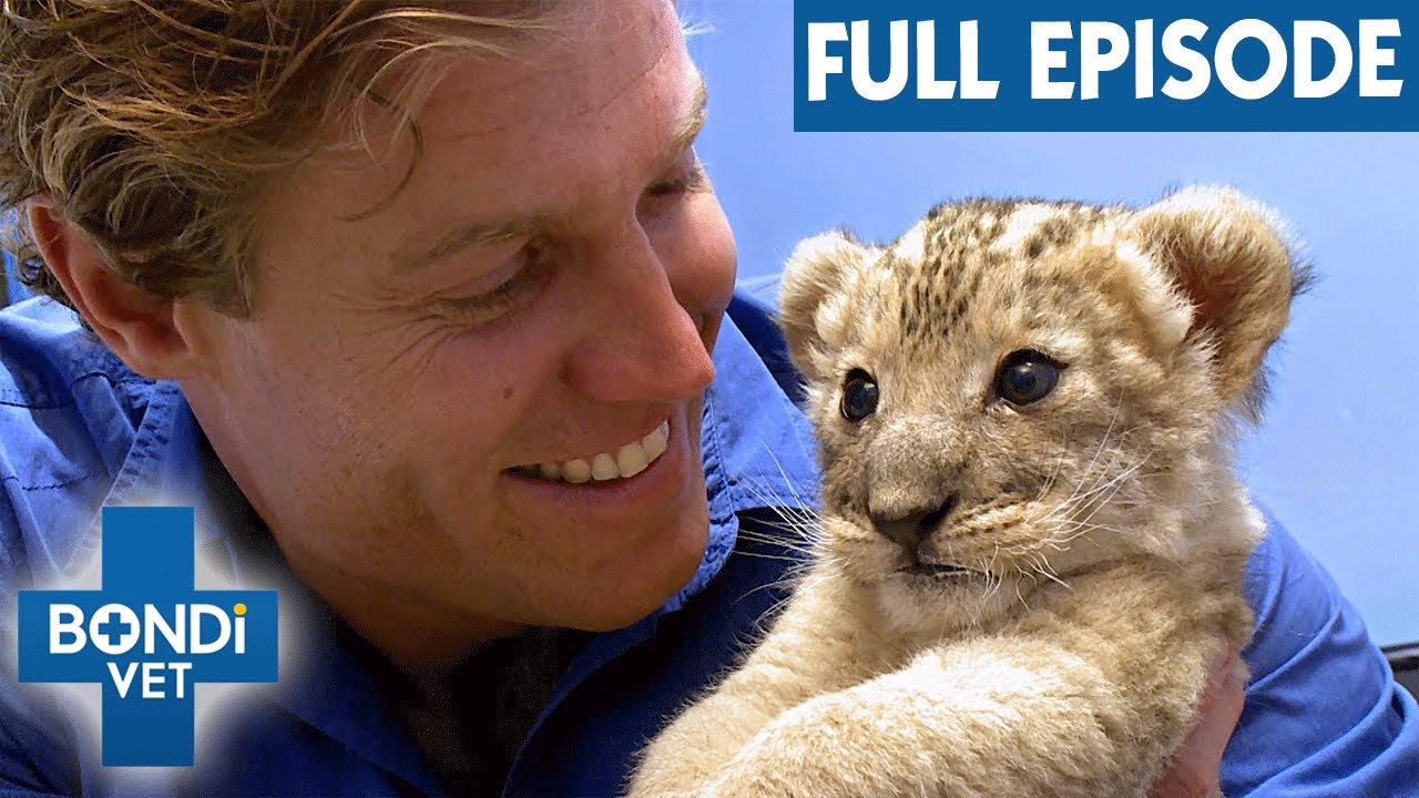 Baby Lion Needs A Surrogate Mother | Full Episode | Bondi Vet