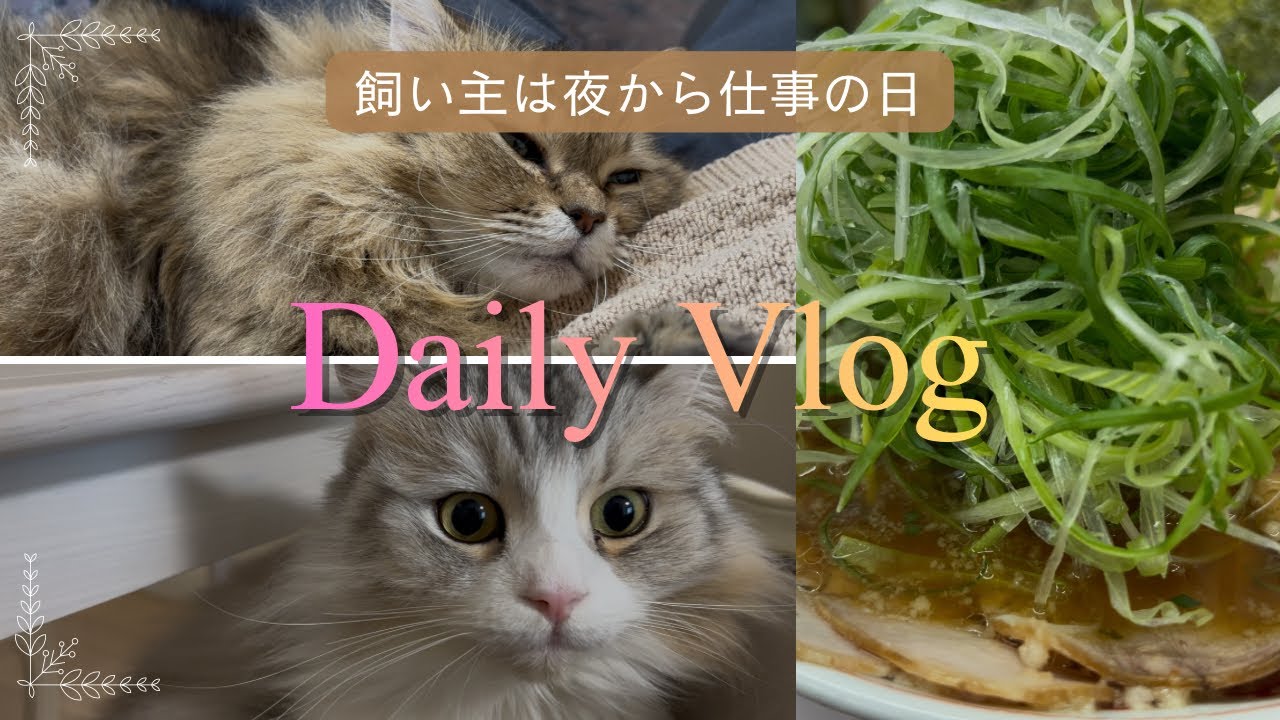 【ポアロ・ホームズ・アイ】動物たちのとある1日に密着vlog！飼い主は夜から仕事✈️に向かいました…