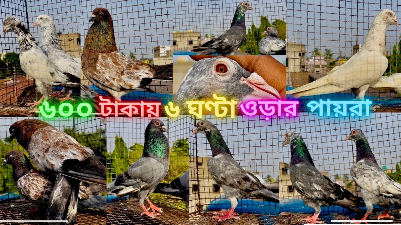 ৬০০ টাকায় ৬ ঘণ্টা ওড়ার পায়রা | 9330462010 🤙|