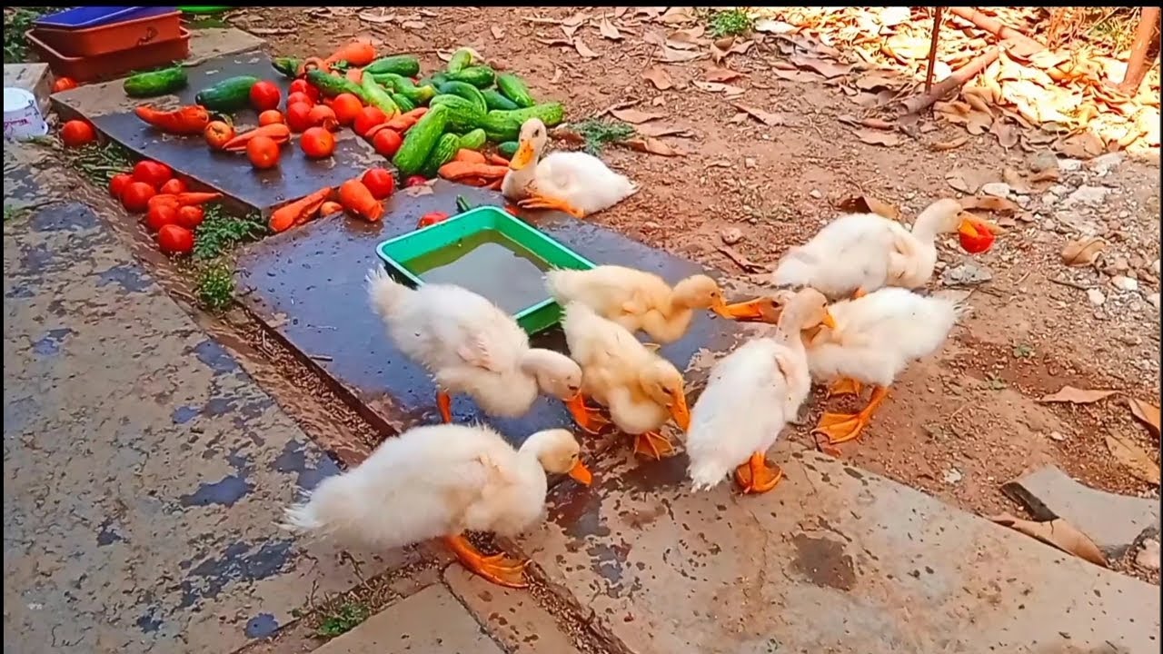 Ducklings Go Crazy for Tomatoes 🍅🦆 | Cute & Funny Feeding Time