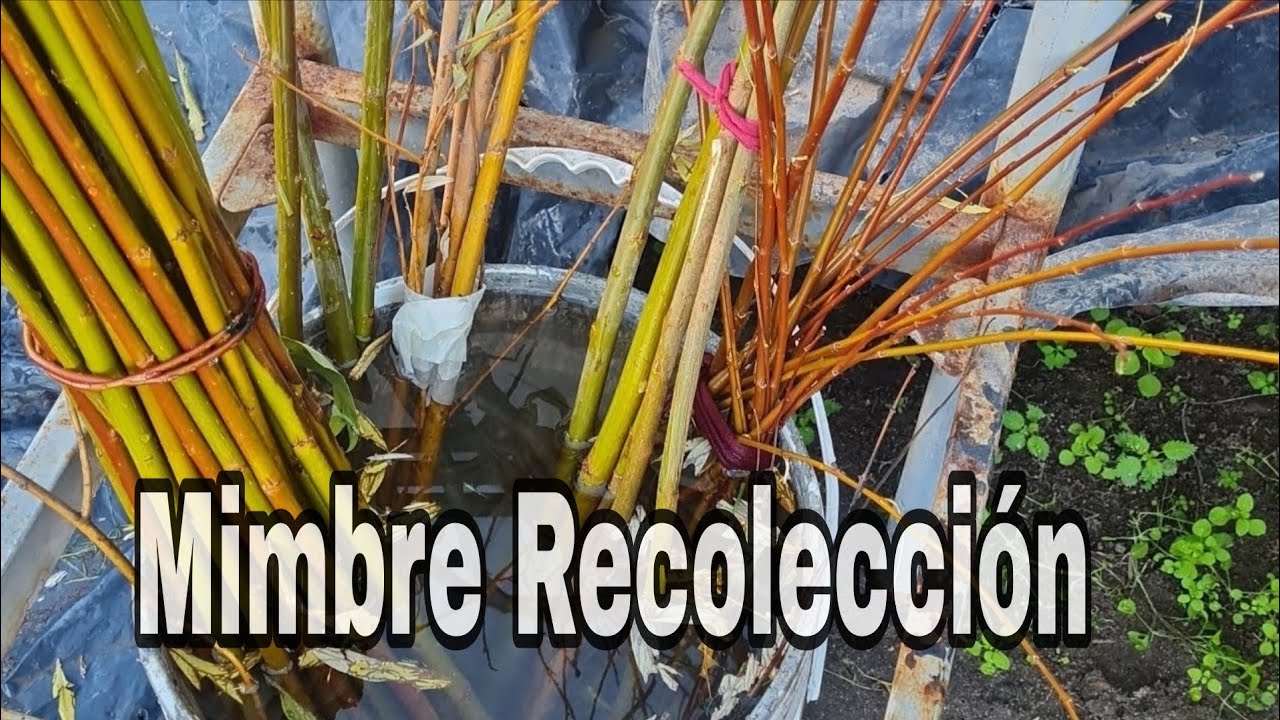 MIMBRE, COSECHA Y ARTESANÍAS 