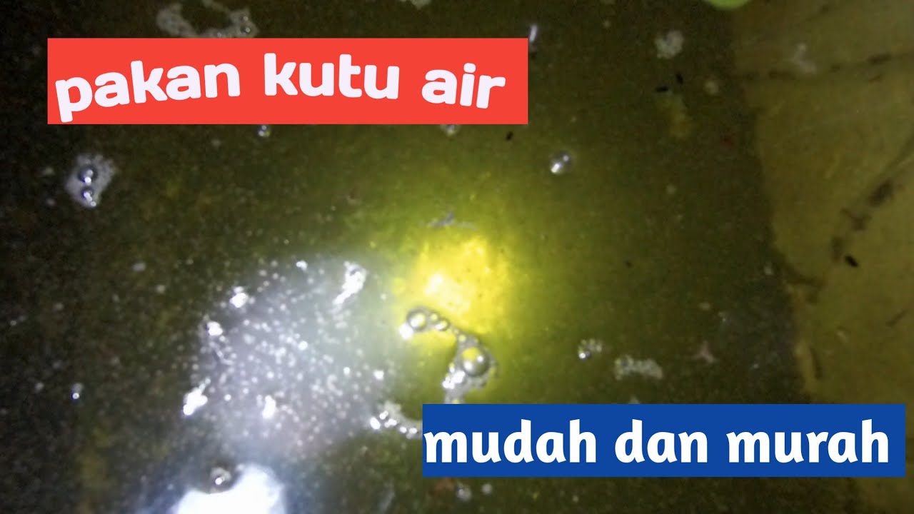 kutu air pakan ikan gurame | Bag 4 makanan kutir