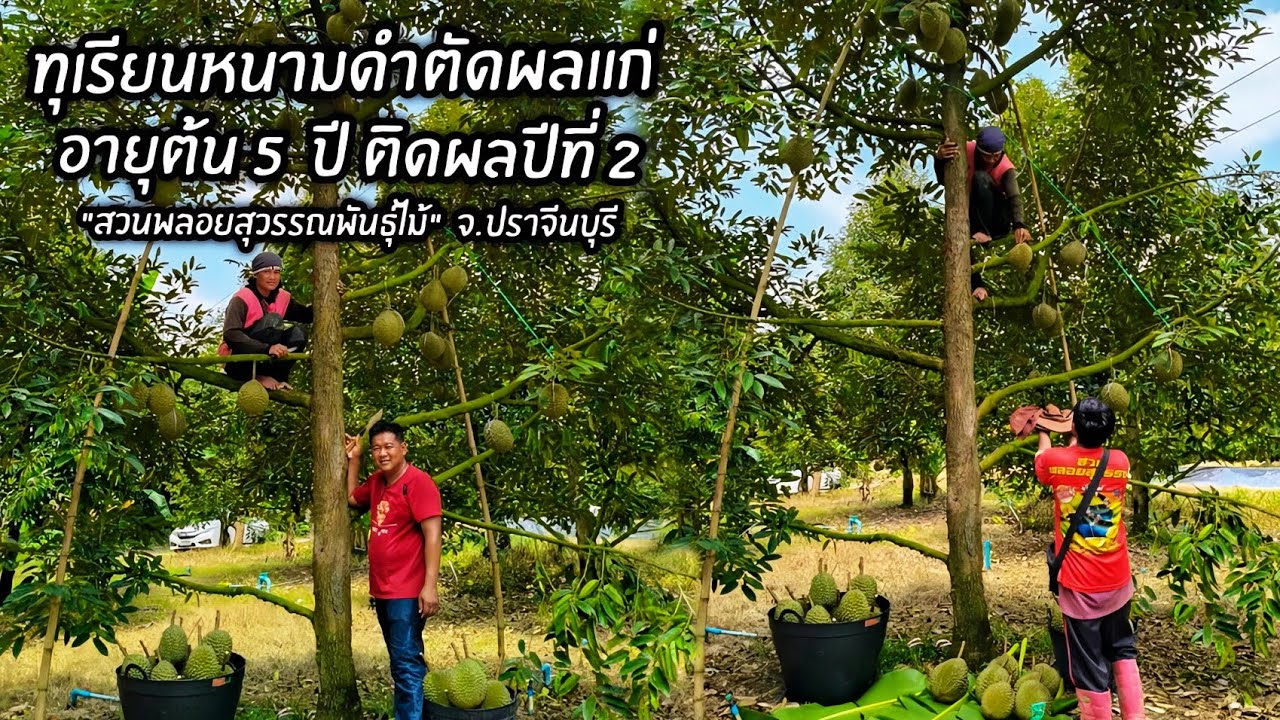 ทุเรียนหนามดำตัดผลแก่อายุต้น 5 ปี ติดผลปีที่ 2 
