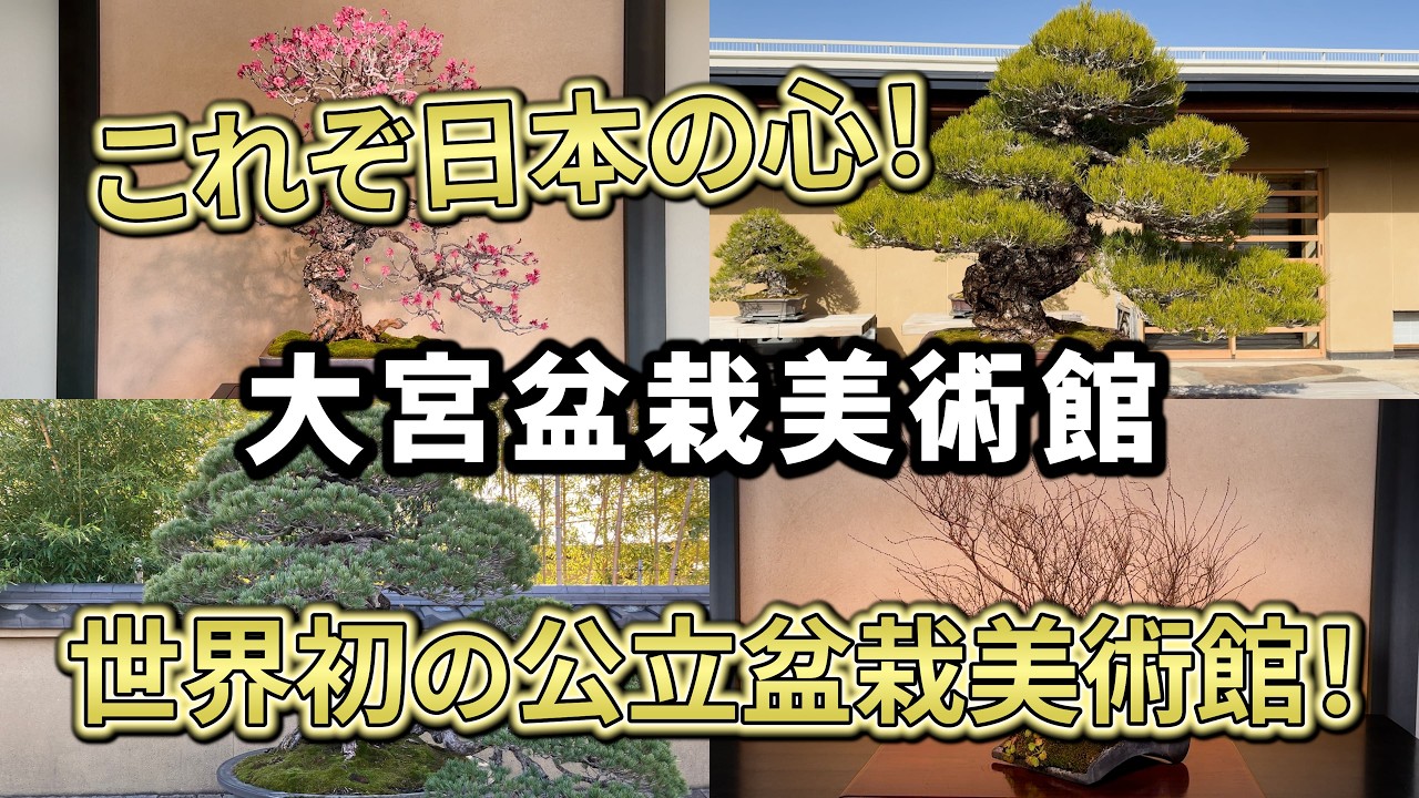 さいたま市大宮盆栽美術館｜世界初の公立盆栽美術館で名品を鑑賞！ 四季の庭園をゆっくり散策【埼玉県・さいたま市】