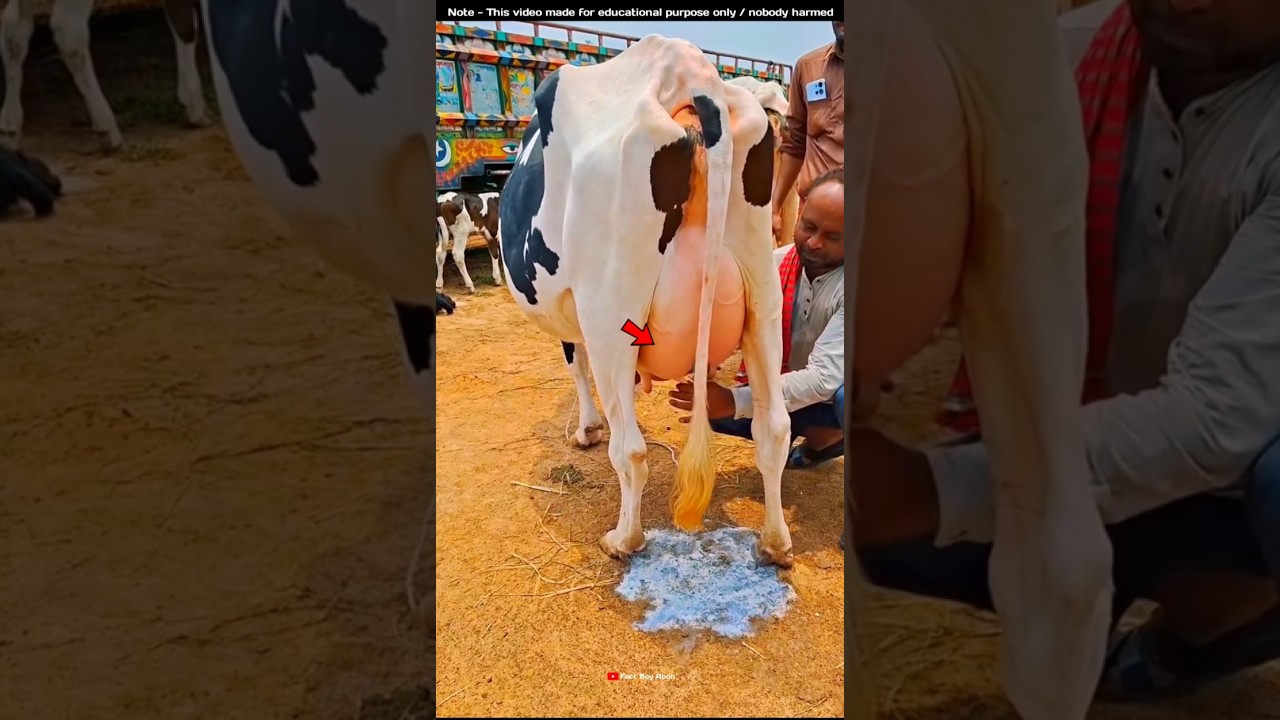 He Began Milking the Cow 🐄#shorts