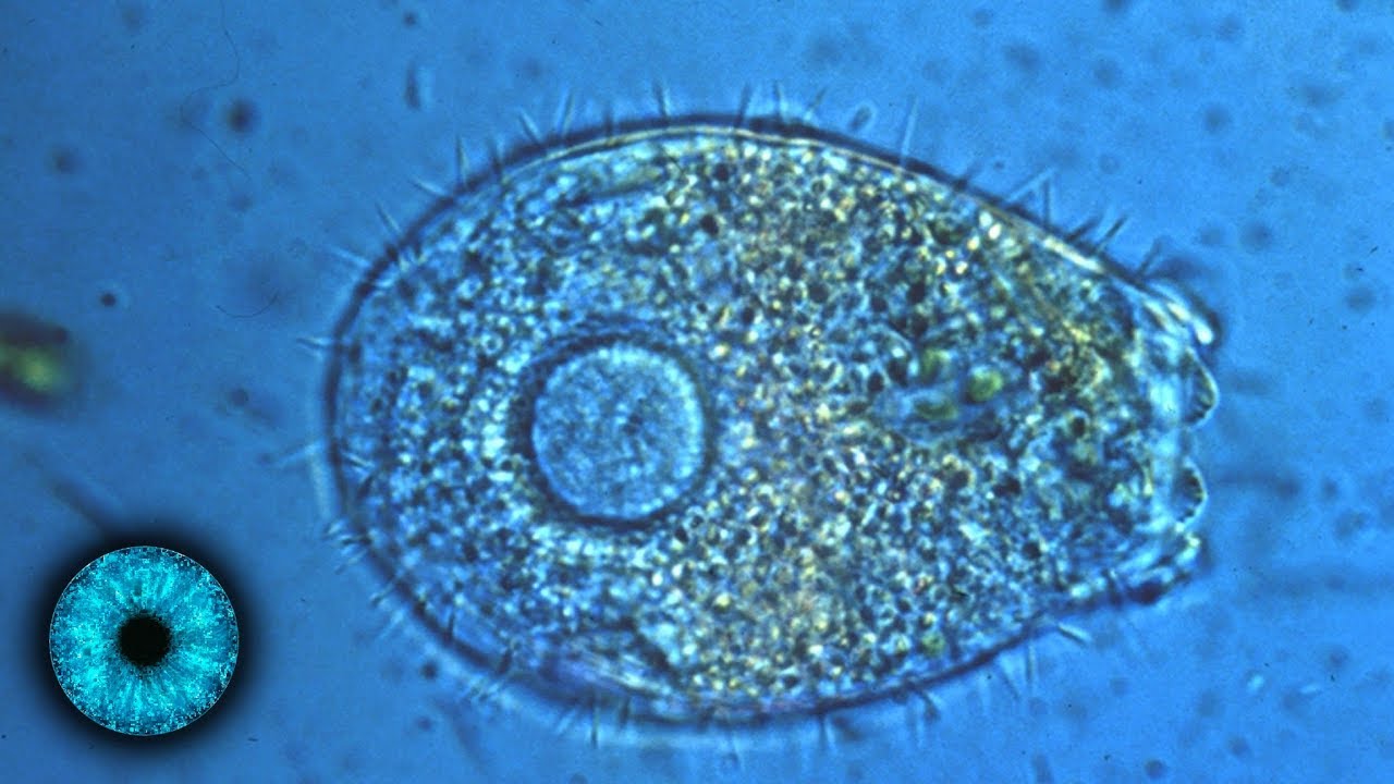 Leben auf dem Mond? War er mal nicht so lebensfeindlich? - Clixoom Science & Fiction
