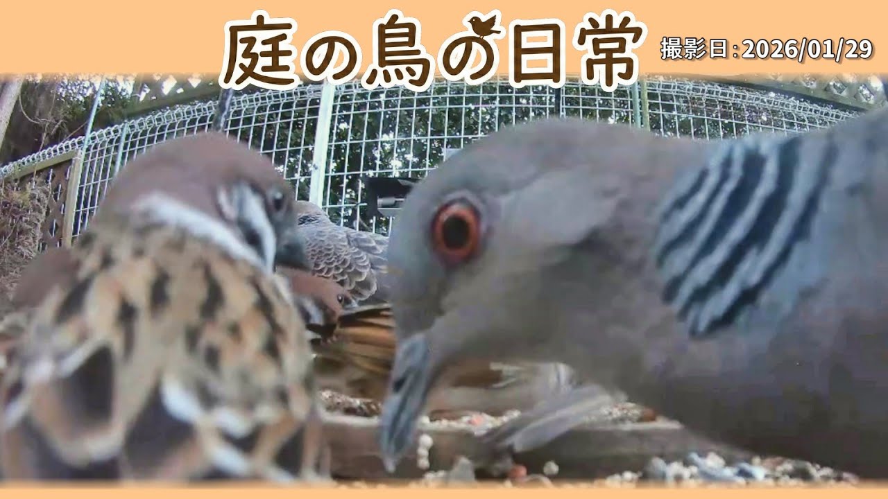 【庭の鳥の日常】(26,01,29) また寒波が来るみたい