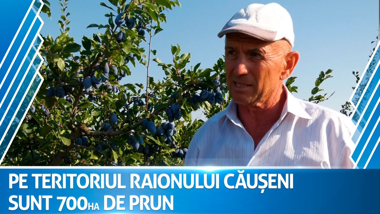 Pe teritorul raionului Căușeni sunt peste 700 hectare de prune