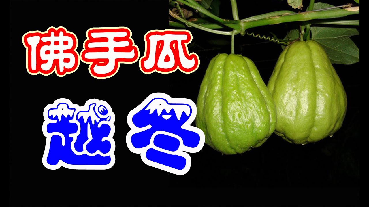 佛手瓜如何過冬 | 佛手瓜越冬指南 | 合掌瓜冬季修剪 | 合掌瓜大豐收和冬天的管理 | HOW TO GROW CHAYOTE | Chayote in winter