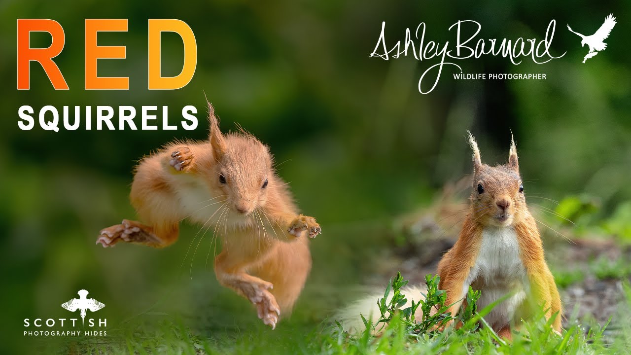 Photographing Woodland Red Squirrels - Scottish Photography Hides