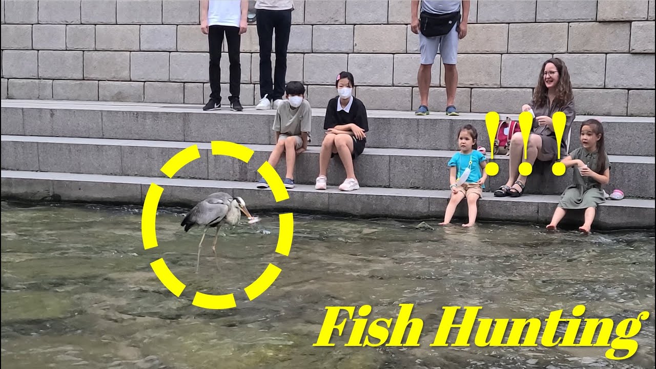 Fish Hunting