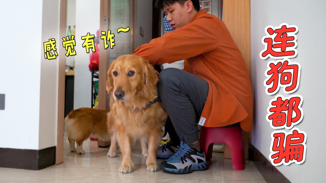 铲屎官出门故意忘记带狗狗，金毛和柯基当场懵了！