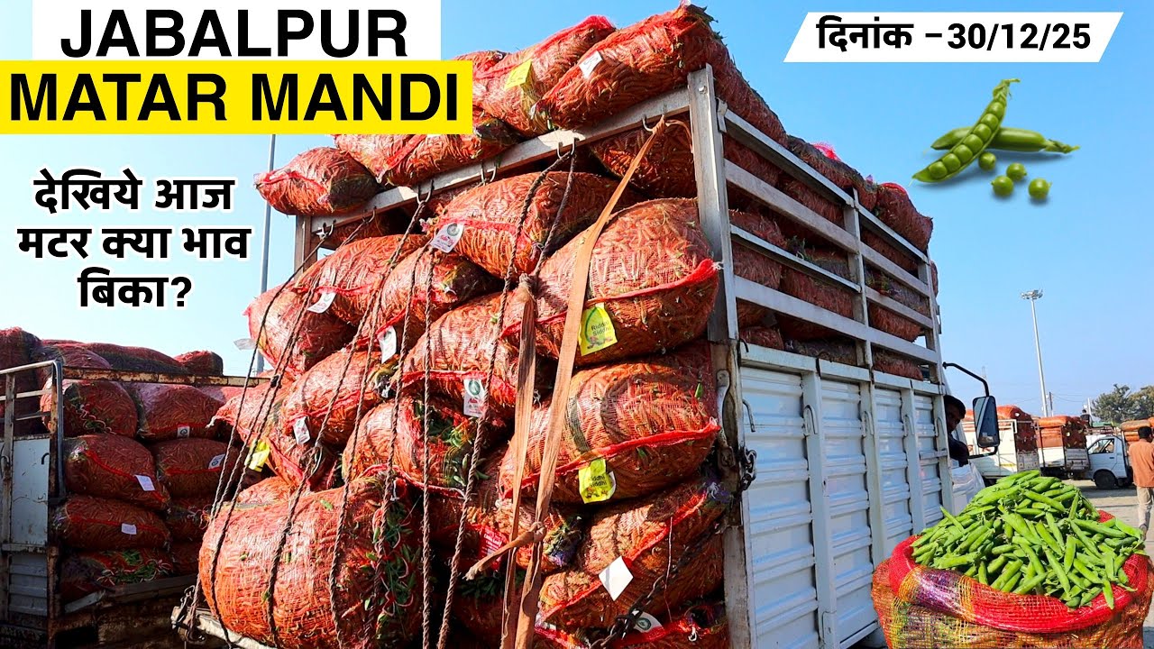🫛मटर आज का भाव | जबलपुर मंडी 30/12/2025 मंगलवार | Aaj Matar Kya Rate Bika💸 Jabalpur Matar Mandi bhav
