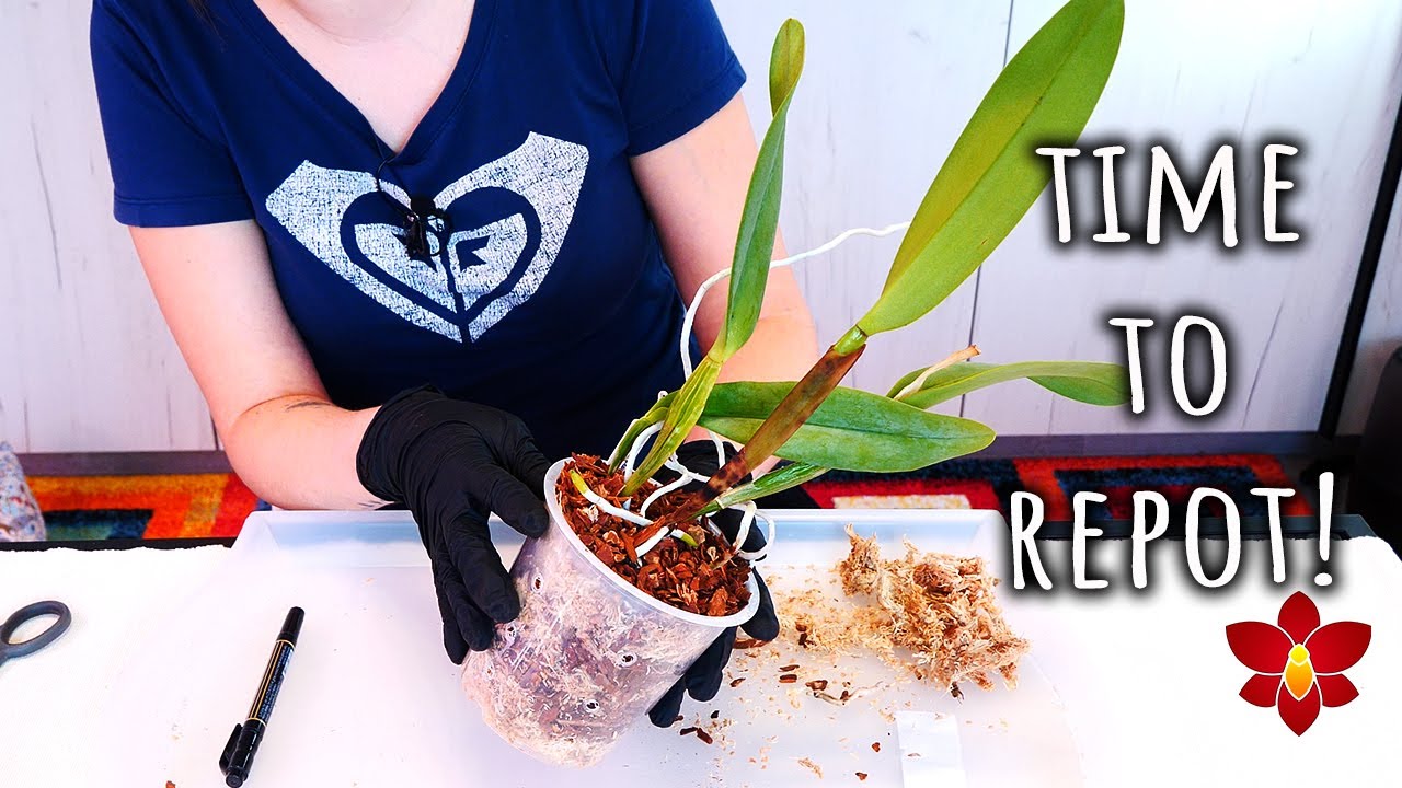 Repotting the first Cattleya Orchid seedling that outgrew her pot!