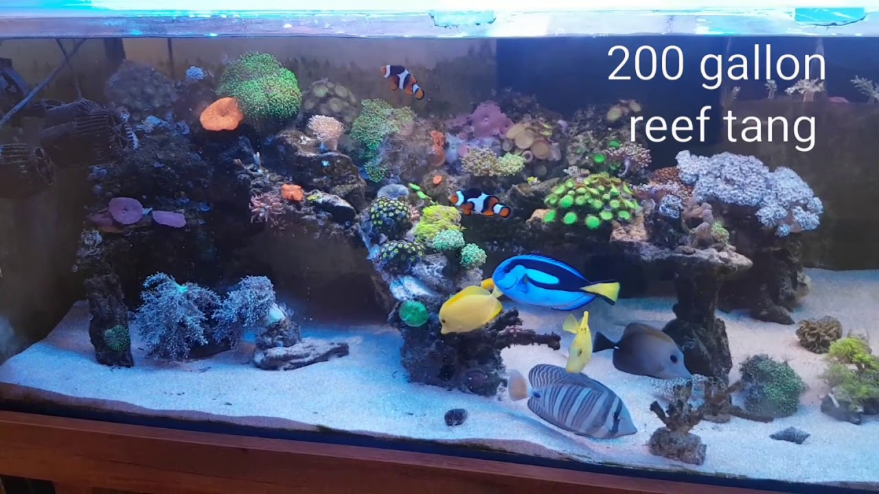 200 Gallon Salt water Ozon generator clean. Diy kit Aliexpress