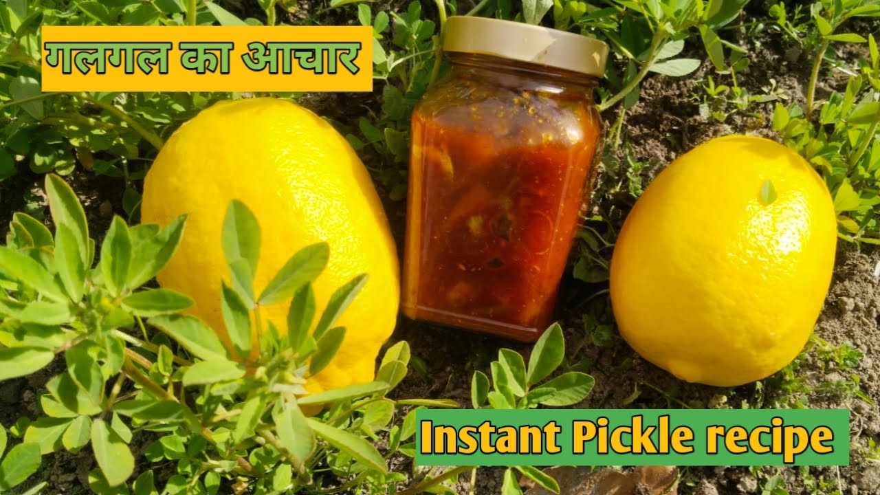 Instant  Galgal pickle recipe, गलगल का खट्टा मीठा आचार ।Hill lemon pickle