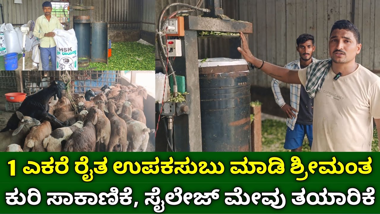 1 ಎಕರೆ ರೈತ ಉಪಕಸುಬು ಮಾಡಿ ಶ್ರೀಮಂತ | ಕುರಿ ಸಾಕಾಣಿಕೆ | ಸೈಲೇಜ್ ಮೇವು | silage making in kannada | goat farm