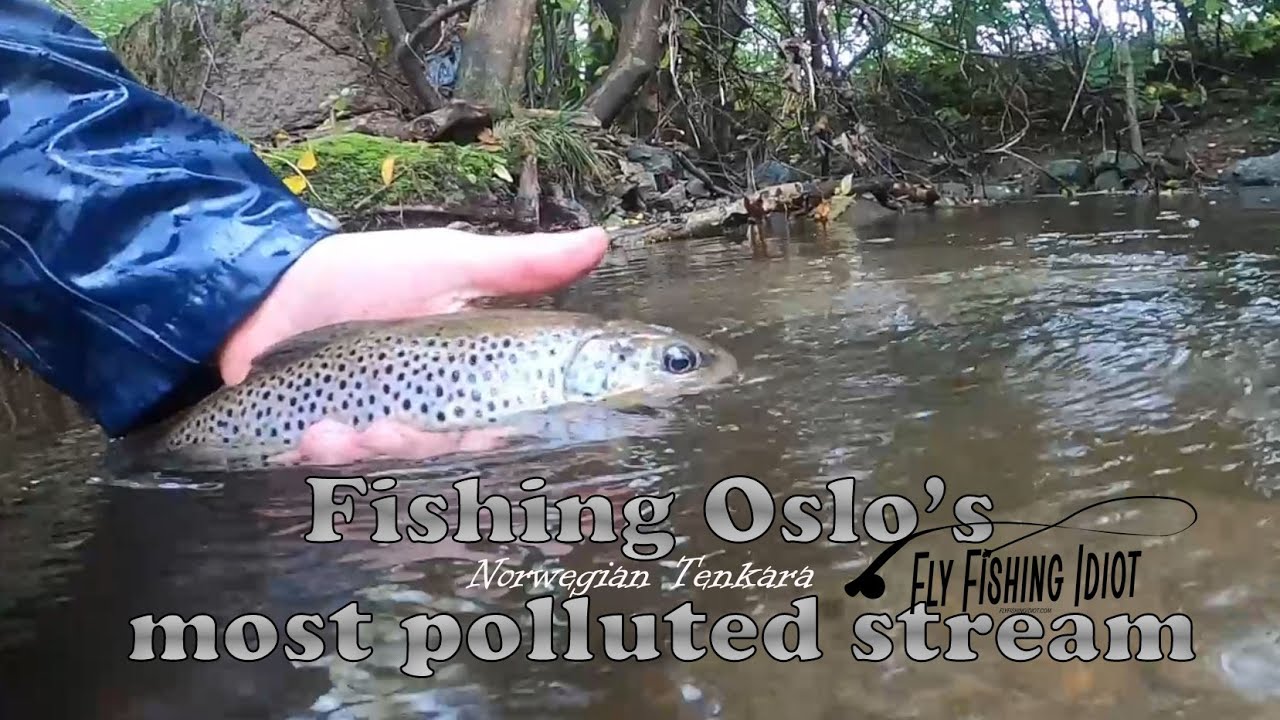 Tenkara Fly Fishing in Oslo's most polluted stream, Alna - Norwegian Tenkara: EP07