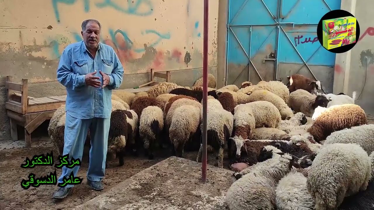 افضل الادويه لرفع معدلات التحويل  حقن تفتيح الجسم و تسمين الا غنام والماعز الهزيله في اسرع وقت