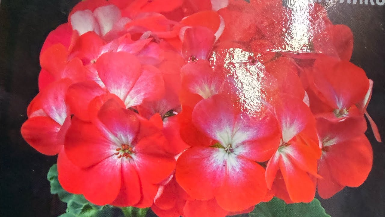 Посеяла #пеларгонию карликовую зональную !  🌺