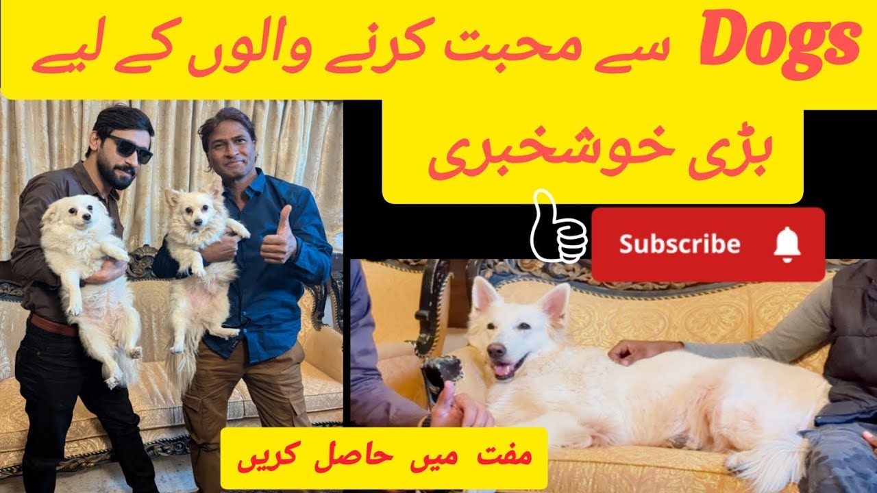 Adopt a Dog for FREE! White Swiss Shepherd & Pomeranian Adoption Explained