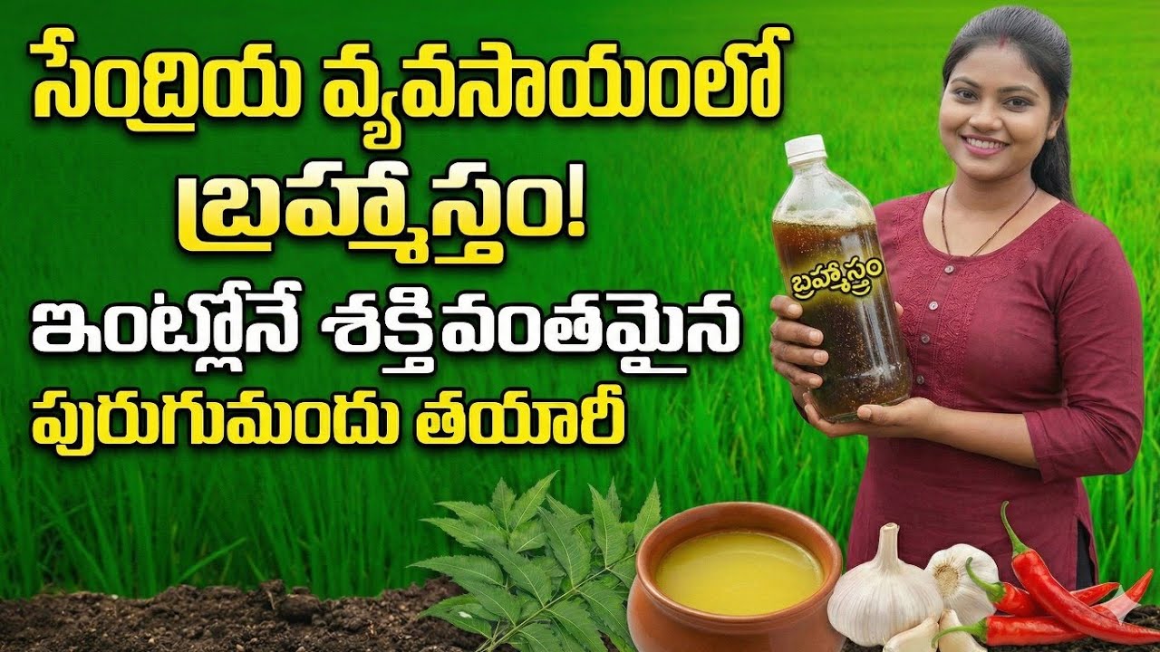 బ్రహ్మాస్త్రం స్ప్రే చేస్తే  పంట ఎలా మారుతుందో చూసి షాక్ అవుతారు! | Organic Pesticide Telugu