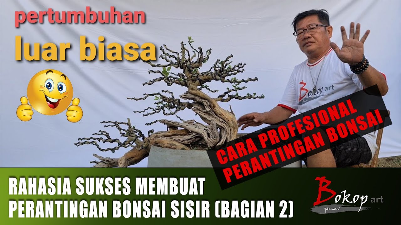 RAHASIA SUKSES MEMBUAT PERANTINGAN BONSAI SISIR (bagian 2)