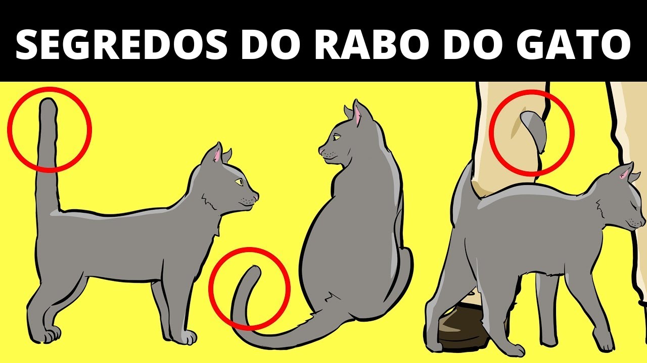 INCRÍVEL! O que diz a Cauda dos GATOS | Linguagem dos Gatos